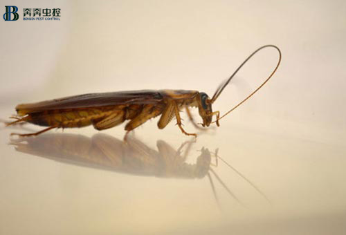 为何蟑螂明明被踩死了，第二天却不见了？