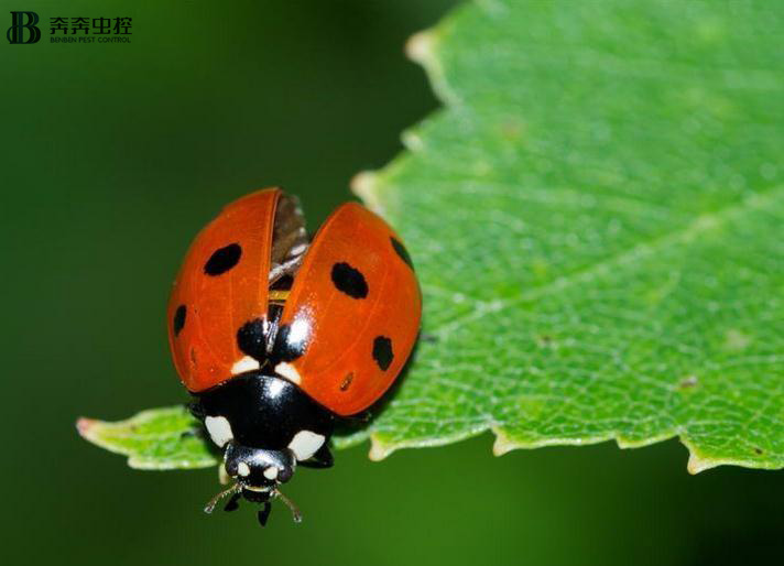 每天能吃100多只蚜虫，七星瓢虫爱了爱了！