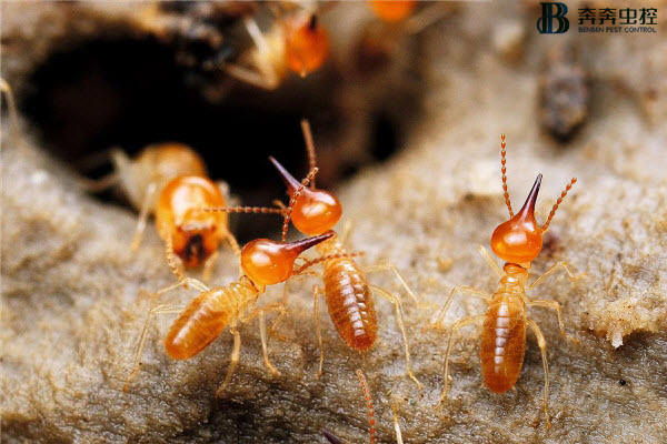 白蚁来袭，我们该如何应对？