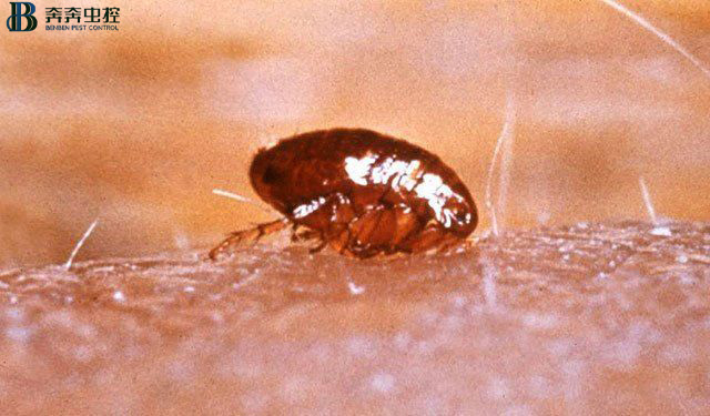 如何消灭跳蚤，一招教你怎么消杀跳蚤