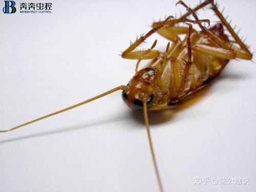 家里有蟑螂？蟑螂来多少灭多少