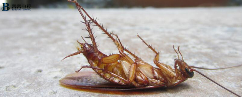 为什么蟑螂死的时候是翻过来的？