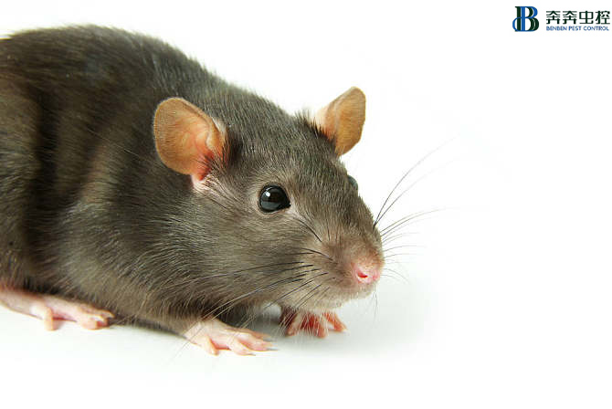 灭老鼠 其实真的很简单！