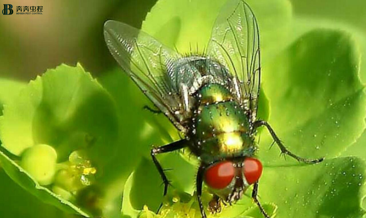 苍蝇很多，怎么消除？