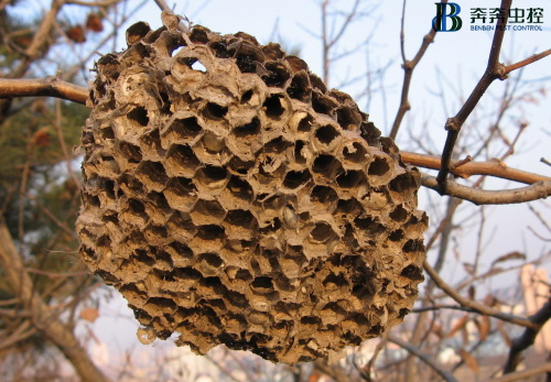 对于马蜂窝的处理方式！