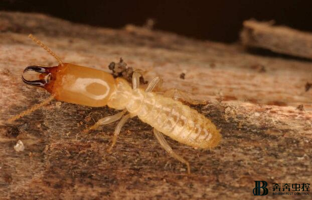 白蚁怎么消灭才干净？