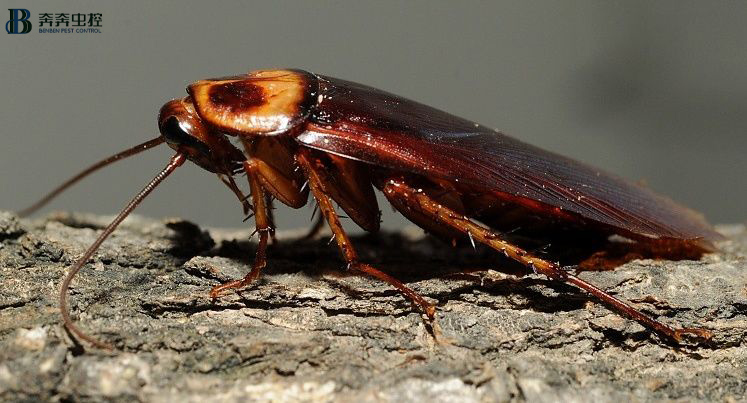 轻松消杀蟑螂，一招搞定！