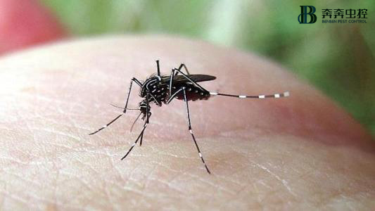 蚊子喜欢叮哪种人？怎么预防呢？