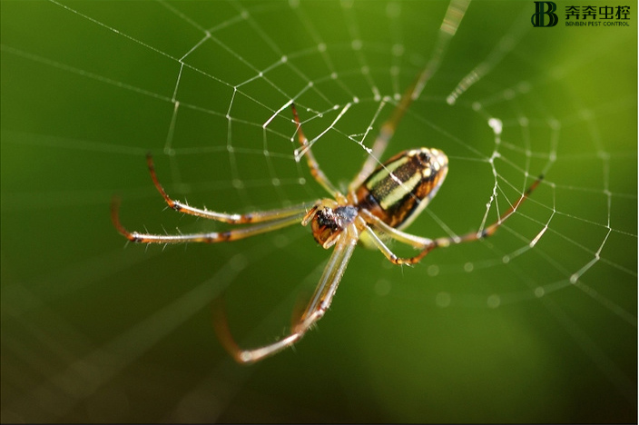 蜘蛛是益虫还是害虫呢？该怎么消灭