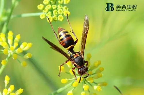 被野蜂蛰了怎么办？