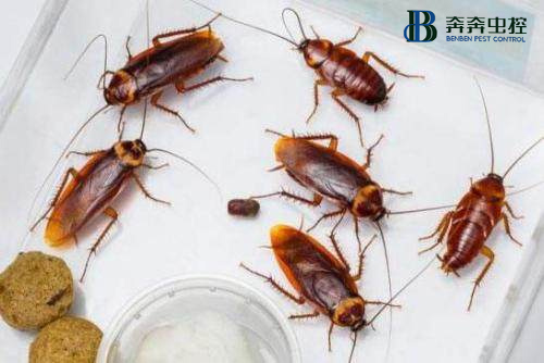 如何消杀驱赶蟑螂？
