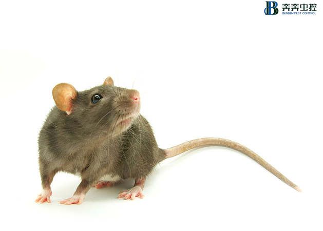 上海专业灭鼠公司