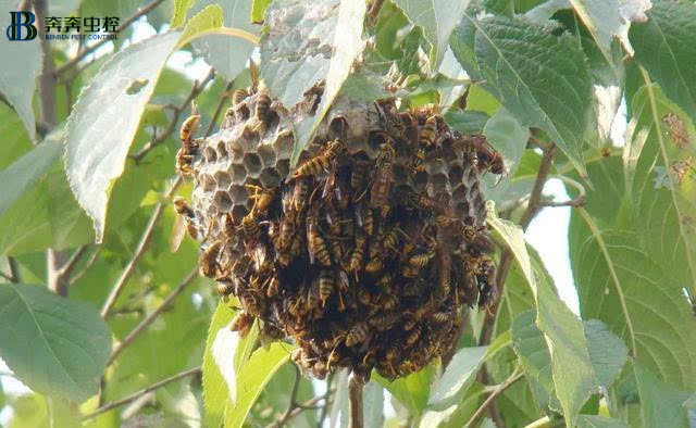 如何预防消杀蛰叮害虫