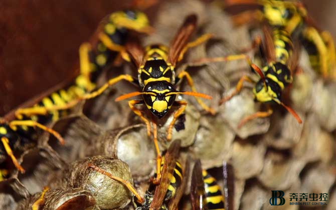 上海专业除马蜂公司