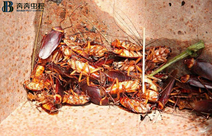 上海专业灭蟑螂公司