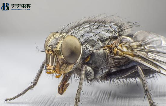 苍蝇的恶心众所周知！