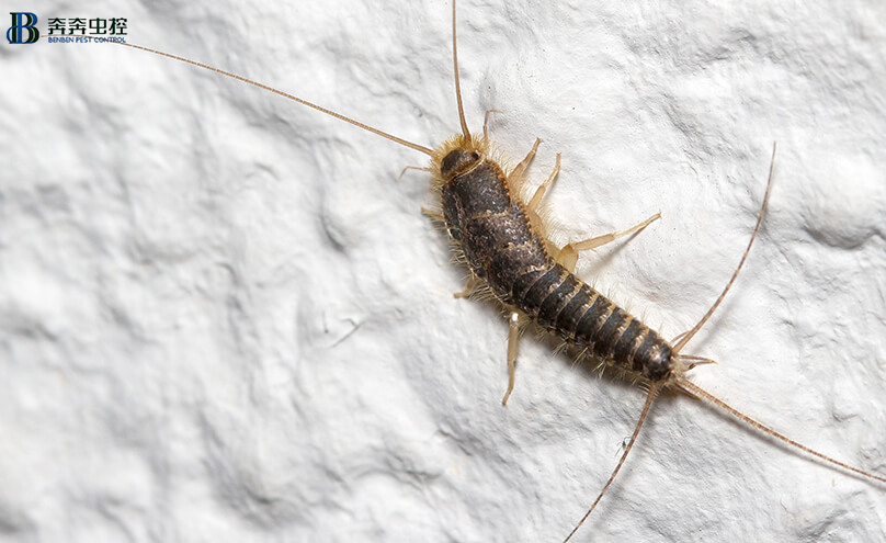 《衣鱼怎样彻底清除，谁有有效的方法》