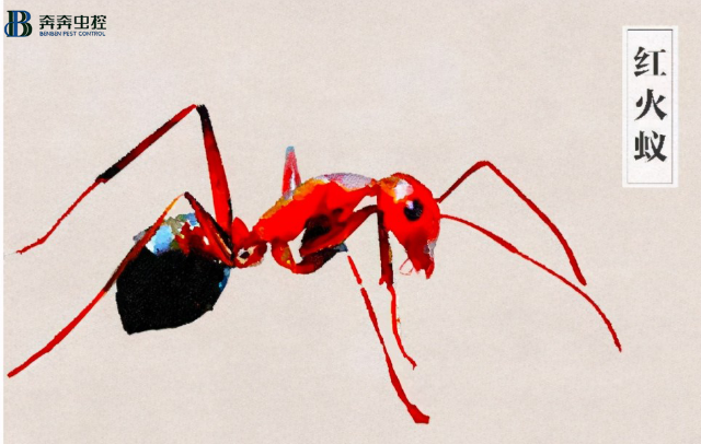 红火蚁危害极大 该如何防治？