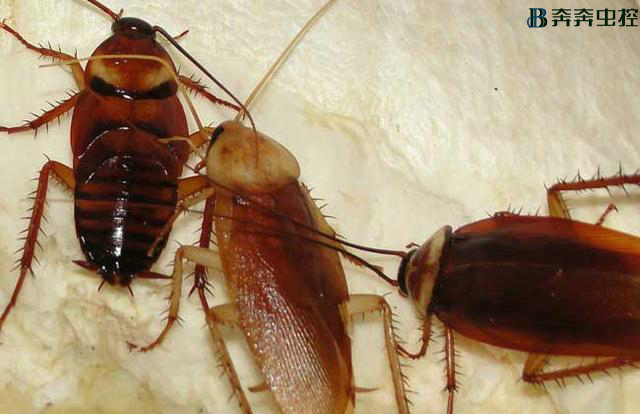 上海专业杀蟑公司