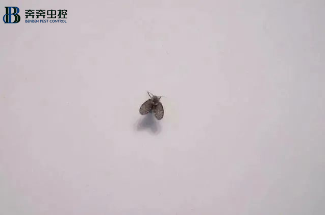 上海虫控公司教您：如何消灭小飞虫