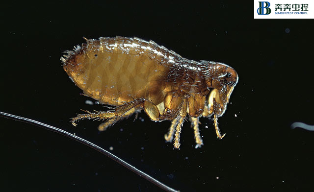 上海专业除跳蚤公司