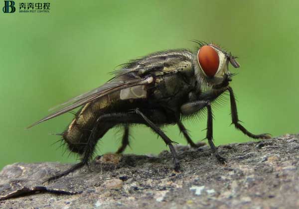 上海专业灭蝇公司