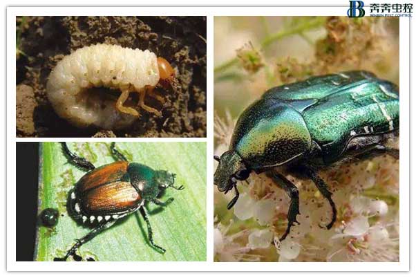 上海专业虫控公司教您驱虫小妙招