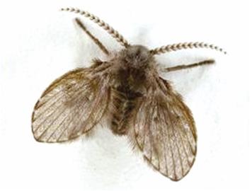 上海除虫：如何防治下水道杀手&mdash;&mdash;蛾蠓