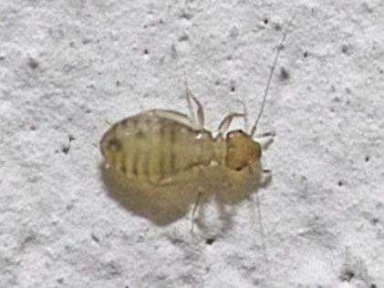 上海除虫：你见过却不认识的昆虫&ldquo;室友&rdquo;