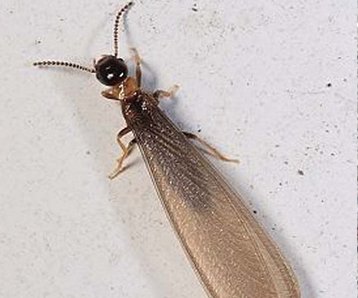 上海除虫：白蚁高发期？如何治理白蚁？