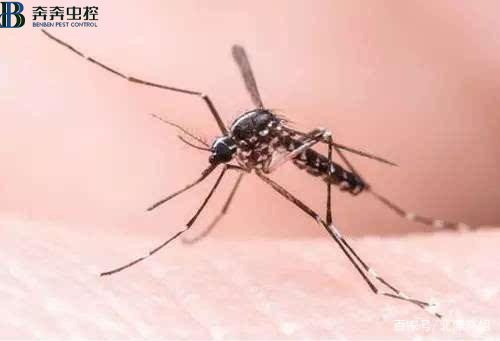 专业杀虫公司教您 灭蚊好方法！