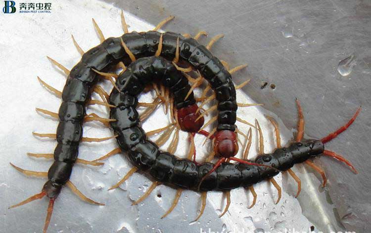 家里出现蜈蚣了怎么办？