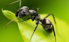 上海除虫：春季蚁出没，请不要大意