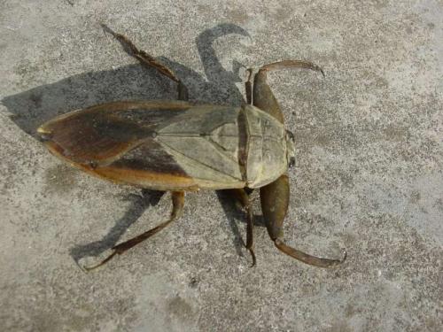 上海除虫：&ldquo;虫虫苏打水&rdquo;？什么是大田鳖