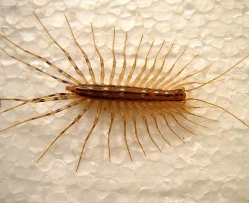 上海除虫：家里来了蚰蜒怎么办