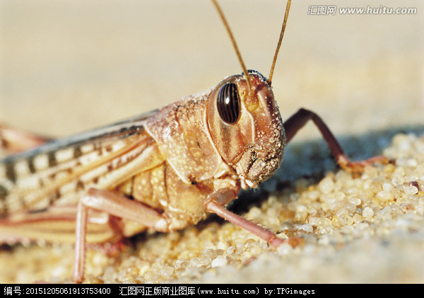 上海除虫：关于沙漠蝗虫的小知识