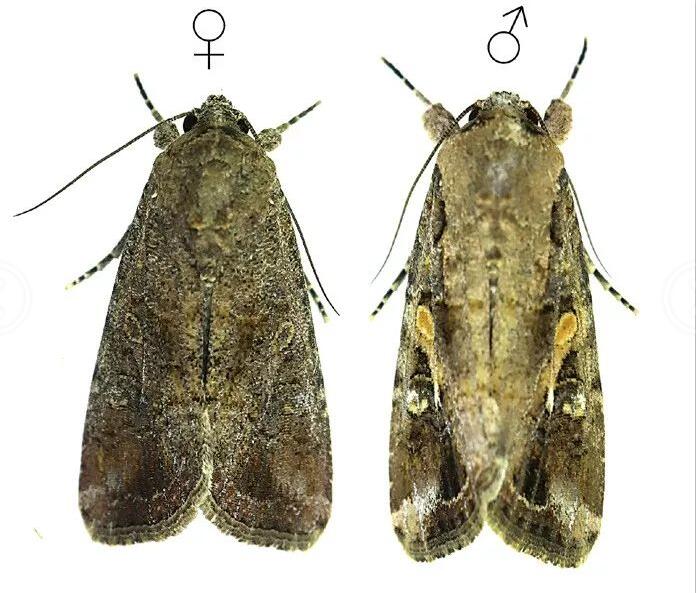 上海除虫：草地贪夜蛾入侵，比蝗灾更紧急