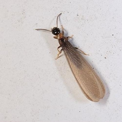 上海除虫：什么是黄胸散白蚁？