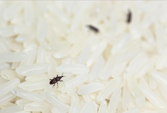 上海除虫：什么是米象？如何防治米象？