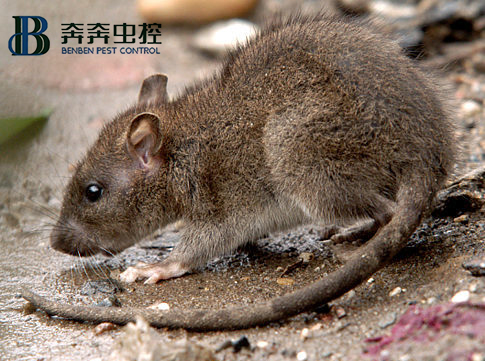 消杀灭鼠 我们是专业的！