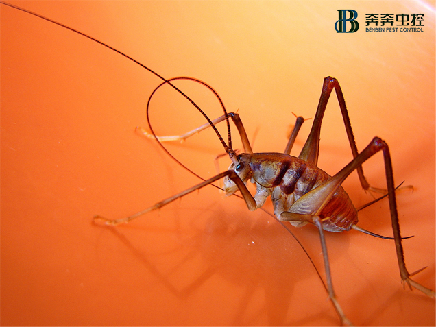 别以为天气转凉就没虫，冬天很容易爆发