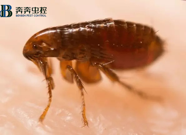 上海专业虫控公司