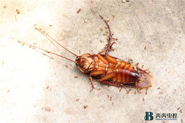 杀蟑螂|蟑螂窝一般会在什么地方？
