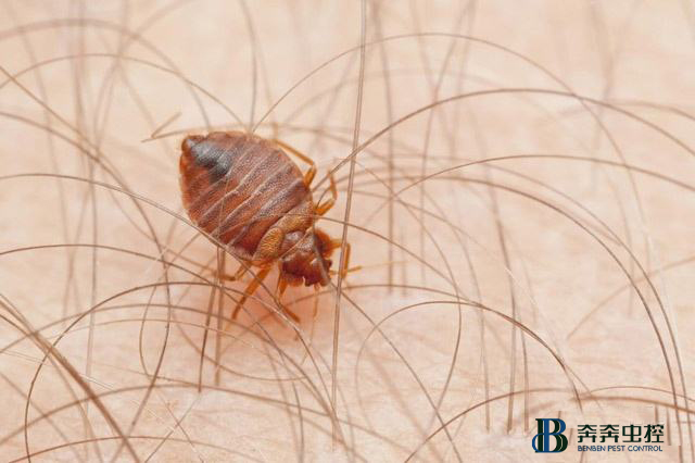 如何正确有效的消灭臭虫！