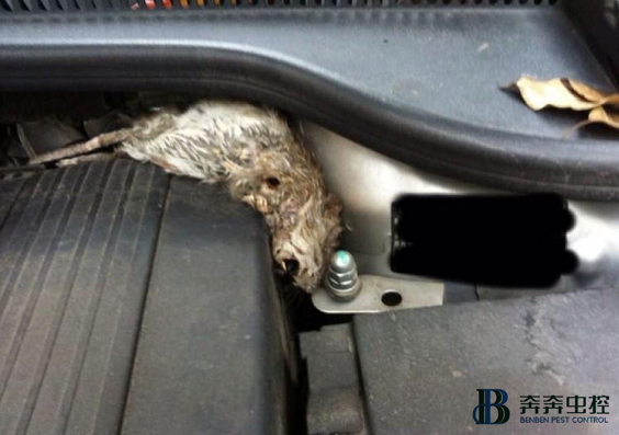 冬季老鼠爱钻进我们的汽车中，如何预防呢