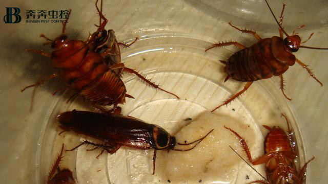 上海专业虫控公司