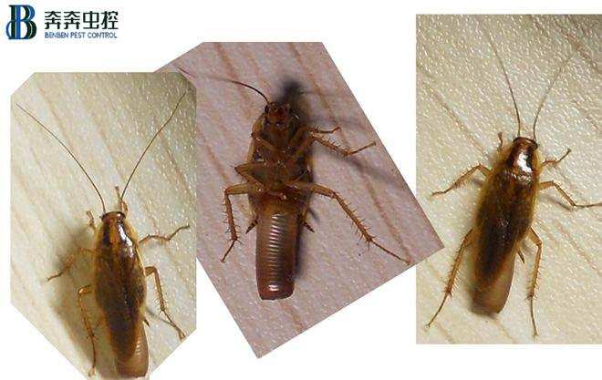 为什么蟑螂不能踩死？踩死蟑螂要慎重，可怕的不只是蟑螂