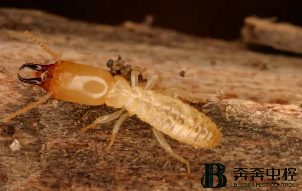 白蚁对房子的危害有哪些？