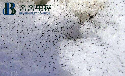 冬天雪地里出现的成群小虫子是什么？