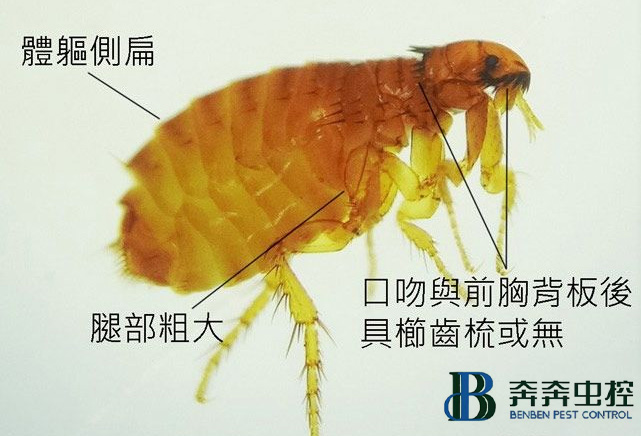 跳蚤多久不吃东西才能被饿死？跳蚤怎么消灭？